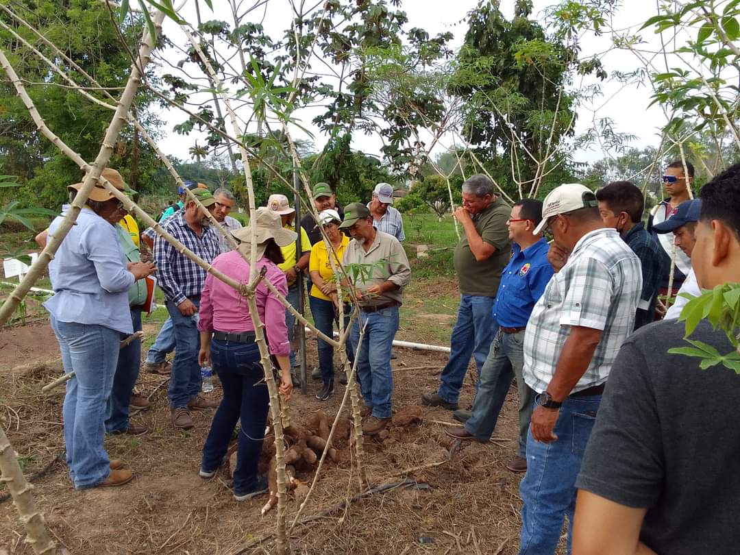 Fortalecen la capacidad técnica y el desempeño institucional en el cultivo de yuca